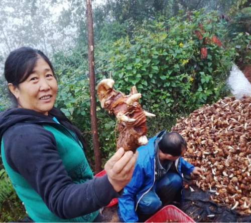 雲南狗万武定滇重樓種植合作客戶