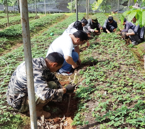 雲南狗万麗江滇重樓種植戶到公司基地挖苗