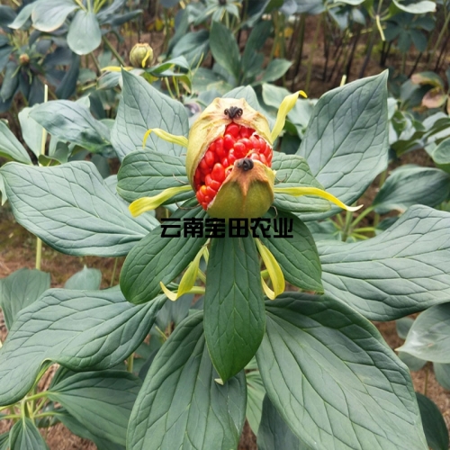 雲南狗万農業優質滇重樓種子