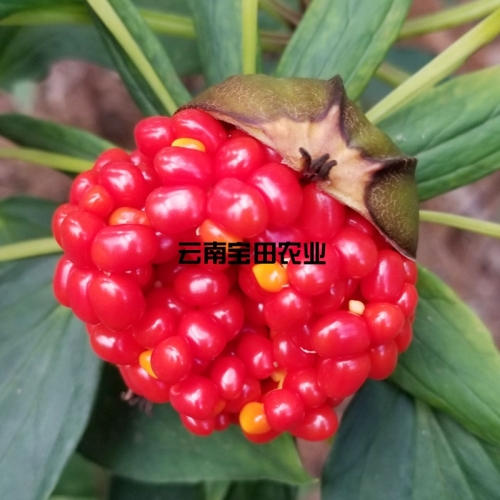雲南狗万農業優質滇重樓種子