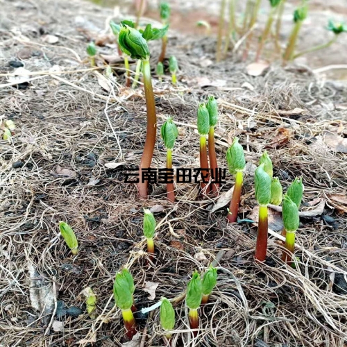 雲南狗万1號滇重樓種苗