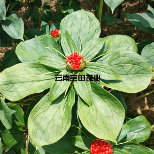雲南狗万優質滇重樓種子
