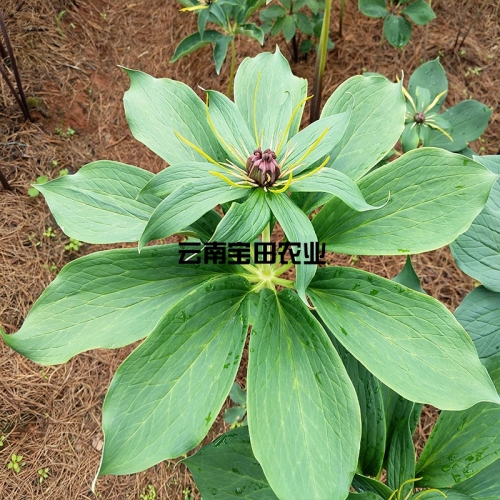 雲南狗万優質滇重樓6年大苗
