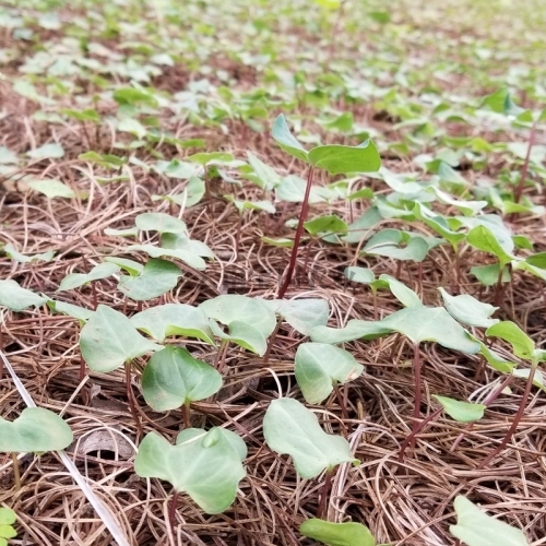 雲南狗万農業2年滇重樓種苗