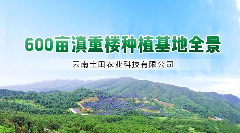狗万滇重樓種植基地