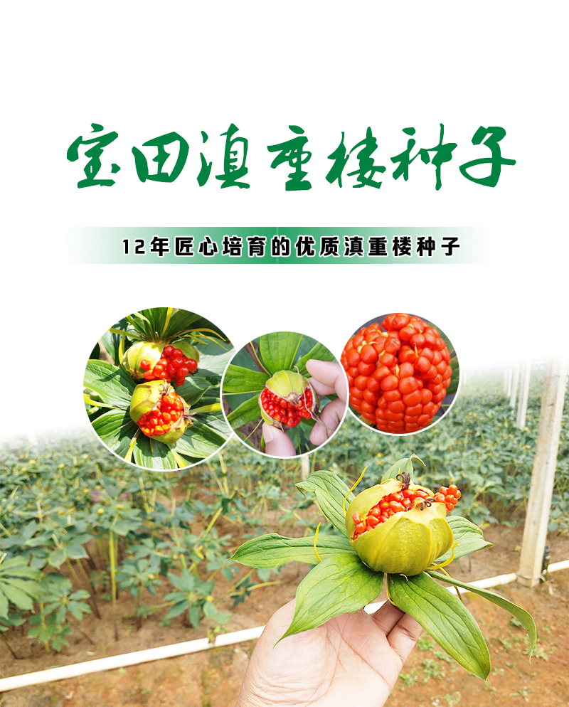 狗万滇重樓種子.jpg