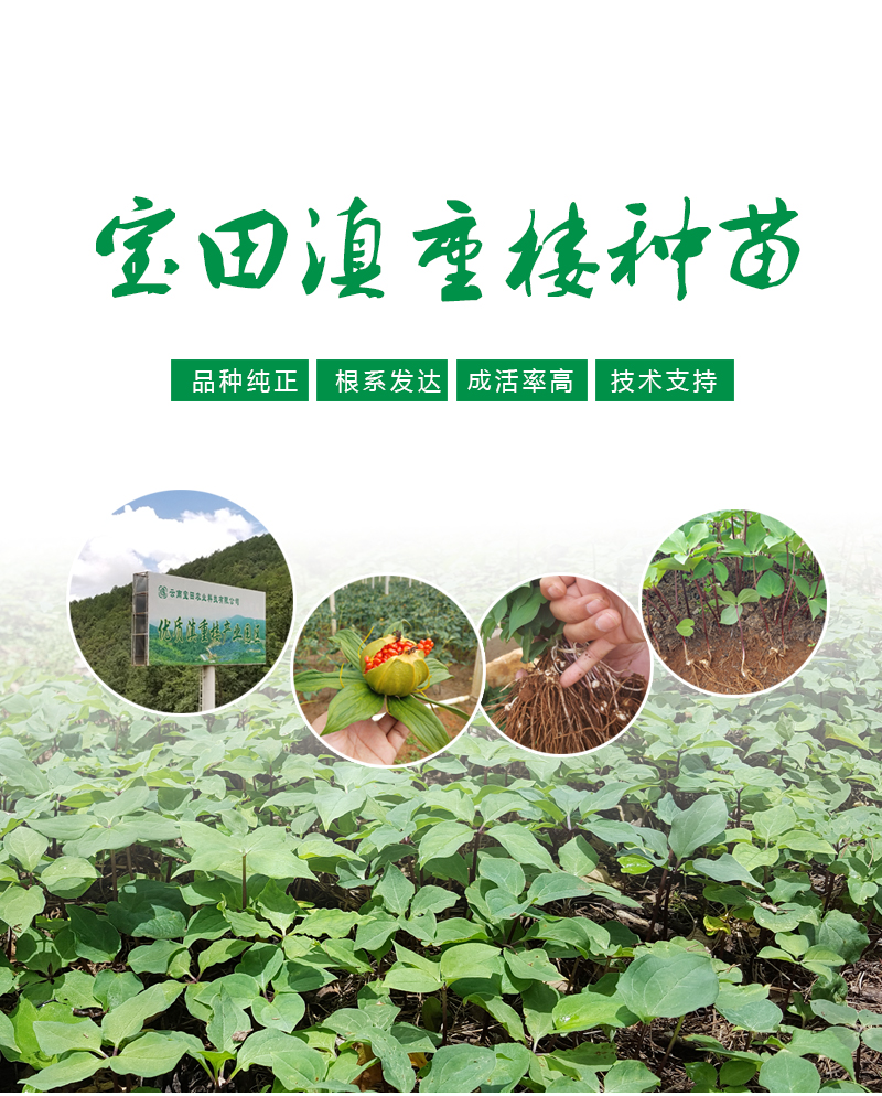 雲(yun) 南狗万滇重樓