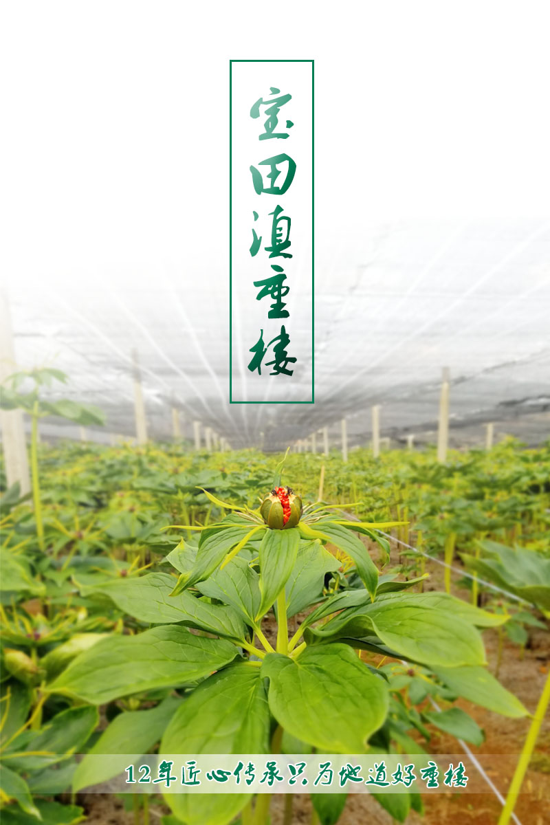雲(yun) 南狗万滇重樓