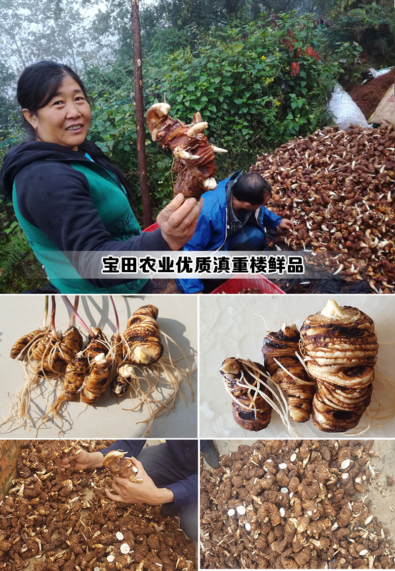 雲(yun) 南狗万滇重樓